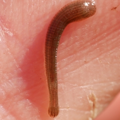 Hirudinea sp. (Class) (Unidentified Leech) at WendyM's farm at Freshwater Ck. - 22 Jul 2023 by WendyEM