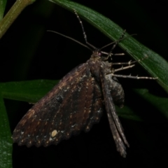 Eccymatoge callizona (White-spotted Carpet) at WendyM's farm at Freshwater Ck. - 28 Jul 2023 by WendyEM