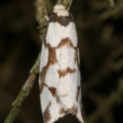 Chiriphe dichotoma (Reticulated Footman) at WendyM's farm at Freshwater Ck. - 28 Jul 2023 by WendyEM