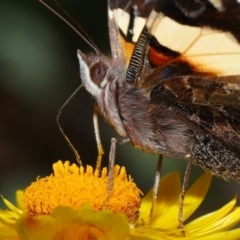 Vanessa itea (Yellow Admiral) at Acton, ACT - 15 May 2024 by TimL