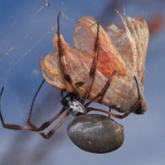 Trichonephila edulis (Golden orb weaver) at Yarralumla, ACT - 16 May 2024 by TimL