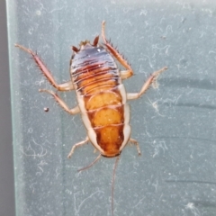 Unverified Cockroach (Blattodea, several families) at Holt, ACT - 16 May 2024 by trevorpreston