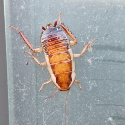 Unverified Cockroach (Blattodea, several families) at Holt, ACT - 16 May 2024 by trevorpreston