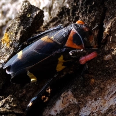 Eurymeloides pulchra (Gumtree hopper) at Kama - 16 May 2024 by Kurt