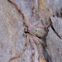 Isopeda canberrana (Canberra Huntsman Spider) at Kama - 16 May 2024 by Kurt