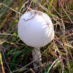 Macrolepiota dolichaula (Macrolepiota dolichaula) at Whitlam, ACT - 16 May 2024 by Kurt