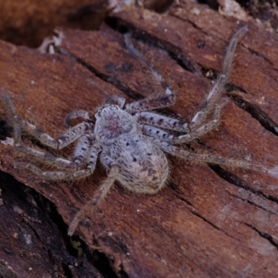 Isopeda canberrana (Canberra Huntsman Spider) at Molonglo River Reserve - 16 May 2024 by Kurt