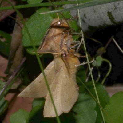 Anthela acuta (Common Anthelid) at WendyM's farm at Freshwater Ck. - 1 Mar 2023 by WendyEM