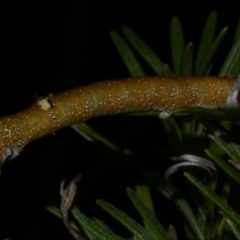 Oenochroma vinaria (Pink-bellied Moth, Hakea Wine Moth) at WendyM's farm at Freshwater Ck. - 1 Mar 2023 by WendyEM