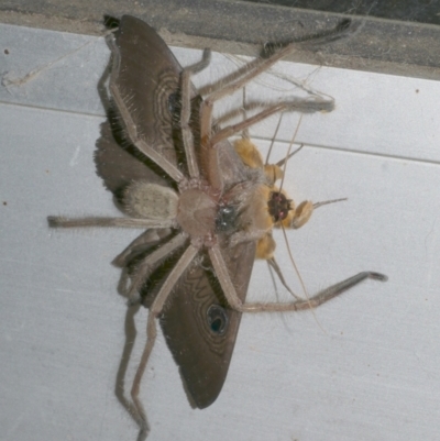 Delena cancerides (Social huntsman spider) at WendyM's farm at Freshwater Ck. - 1 Mar 2023 by WendyEM