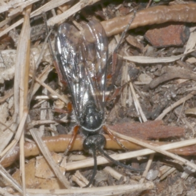 Mutillidae (family) at WendyM's farm at Freshwater Ck. - 1 Mar 2023 by WendyEM