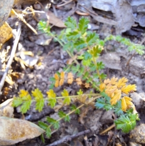 Acaena echinata at Birrigai - 16 May 2024