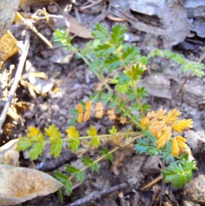 Acaena echinata (Sheeps Burr) at Birrigai - 15 May 2024 by jac