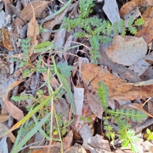 Acaena echinata at Birrigai - 16 May 2024