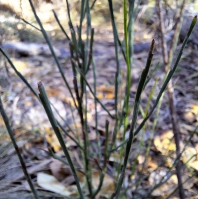 Unidentified Other Shrub at Birrigai - 16 May 2024 by jac