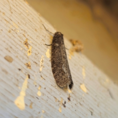 Lepidoscia adelopis, annosella and similar species at  - suppressed by Csteele4