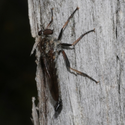 Asilidae (family) at Great Otway National Park - 11 Mar 2023 by WendyEM