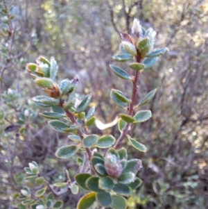 Brachyloma daphnoides at Birrigai - 16 May 2024