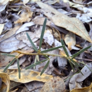 Glycine clandestina at Birrigai - 16 May 2024 10:05 AM