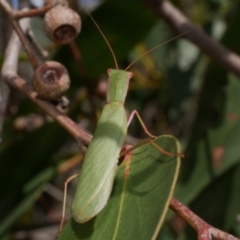 Orthodera ministralis (Green Mantid) at Great Otway National Park - 11 Mar 2023 by WendyEM