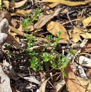 Gonocarpus tetragynus at Birrigai - 16 May 2024