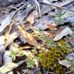 Gonocarpus tetragynus at Birrigai - 16 May 2024 09:55 AM