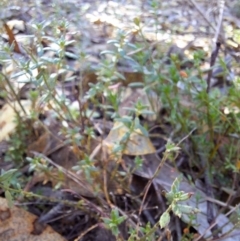 Gonocarpus tetragynus at Birrigai - 16 May 2024 09:55 AM