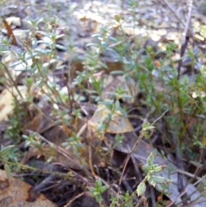 Gonocarpus tetragynus at Birrigai - 16 May 2024 09:55 AM