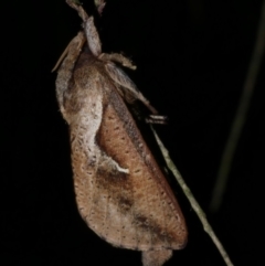 Elhamma australasiae (A Swift or Ghost moth (Hepialidae)) at WendyM's farm at Freshwater Ck. - 18 Mar 2023 by WendyEM