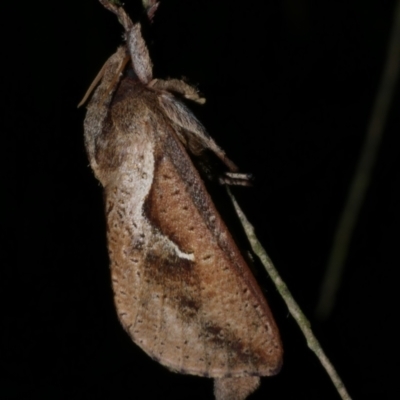 Elhamma australasiae (Elhamma) at WendyM's farm at Freshwater Ck. - 18 Mar 2023 by WendyEM