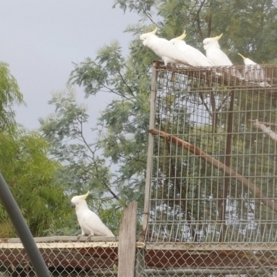 Cacatua galerita (Sulphur-crested Cockatoo) at WendyM's farm at Freshwater Ck. - 18 Mar 2023 by WendyEM