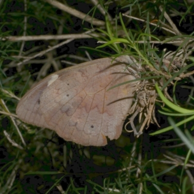 Heteronympha merope (Common Brown Butterfly) at WendyM's farm at Freshwater Ck. - 24 Mar 2023 by WendyEM