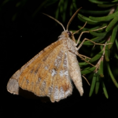 Dissomorphia australiaria (Dashed Geometrid, Ennominae) at WendyM's farm at Freshwater Ck. - 28 Mar 2023 by WendyEM