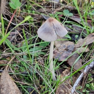 Coprinellus etc. at Banksia Street Wetland Corridor - 17 May 2024