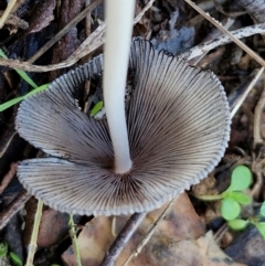 Coprinellus etc. at Banksia Street Wetland Corridor - 17 May 2024