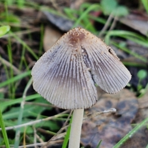 Coprinellus etc. at Banksia Street Wetland Corridor - 17 May 2024