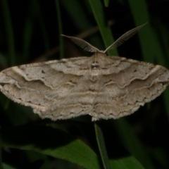 Syneora fractata (Ennominae) at WendyM's farm at Freshwater Ck. - 28 Mar 2023 by WendyEM