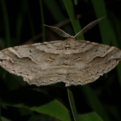 Syneora fractata (Ennominae) at WendyM's farm at Freshwater Ck. - 28 Mar 2023 by WendyEM