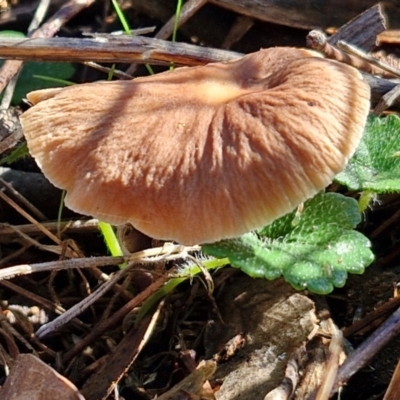 Unidentified Cap on a stem; gills below cap [mushrooms or mushroom-like] at Banksia Street Wetland Corridor - 17 May 2024 by trevorpreston