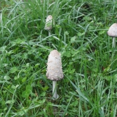 Coprinus comatus at Holt, ACT - 10 May 2024 04:25 PM