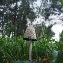 Coprinus comatus at Holt, ACT - 10 May 2024 04:25 PM