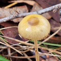 Unidentified Cap on a stem; gills below cap [mushrooms or mushroom-like] at O'Connor, ACT - 17 May 2024 by trevorpreston