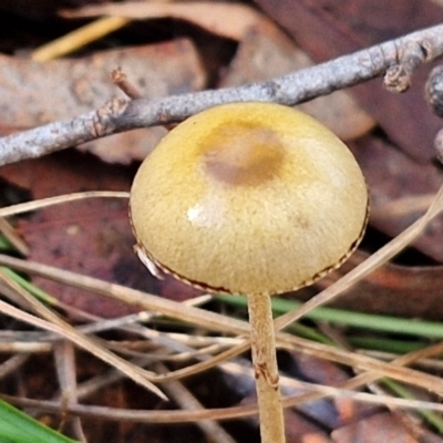 Unidentified Cap on a stem; gills below cap [mushrooms or mushroom-like] at Banksia Street Wetland Corridor - 17 May 2024 by trevorpreston