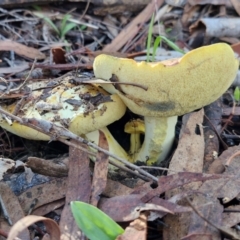 Unidentified Cap on a stem; pores below cap [boletes & stemmed polypores] at O'Connor, ACT - 17 May 2024 by trevorpreston