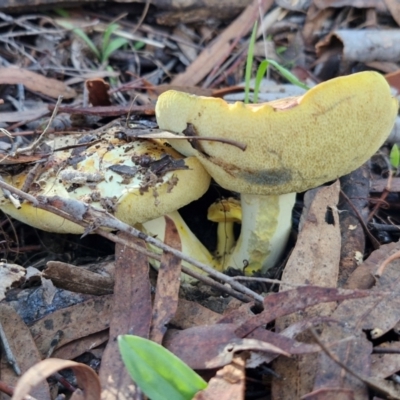 Unidentified Cap on a stem; pores below cap [boletes & stemmed polypores] at Banksia Street Wetland Corridor - 17 May 2024 by trevorpreston