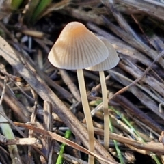 Mycena albidofusca at Banksia Street Wetland Corridor - 17 May 2024 by trevorpreston