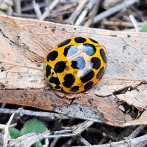 Harmonia conformis at QPRC LGA - 17 May 2024 12:48 PM