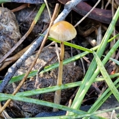 Protostropharia semiglobata (Dung Roundhead) at Banksia Street Wetland Corridor - 17 May 2024 by trevorpreston