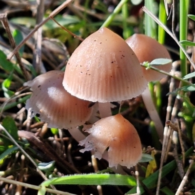 Mycena sp. (Mycena) at O'Connor, ACT - 17 May 2024 by trevorpreston