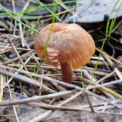 Laccaria sp. (Laccaria) at Banksia Street Wetland Corridor - 17 May 2024 by trevorpreston